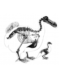 Dodo Lithograph by Research: Dodo