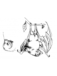 Fruit Bat Sketches 1 by Research: Lesser Mascarene Fruit Bat