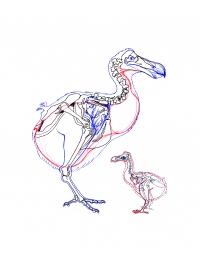 Working drawing from Dodo skeleton by Research: Dodo