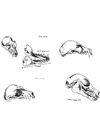 Fruit Bat Sketches 2 by Research: Lesser Mascarene Fruit Bat
