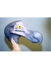 Dodo Head by Reconstruction: Dodo