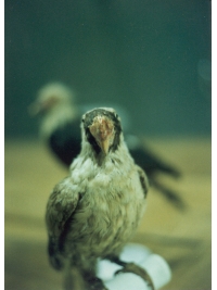 Mascarene Parrot specimen by Research: Mascarene Parrot