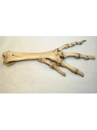 Dodo foot bones by Research: Dodo