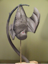Reconstruction: Lesser Mascarene Fruit Bat