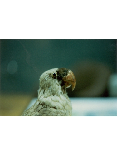 Mascarene Parrot specimen