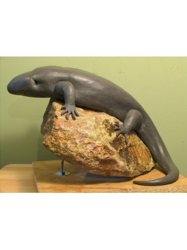 Skink in clay