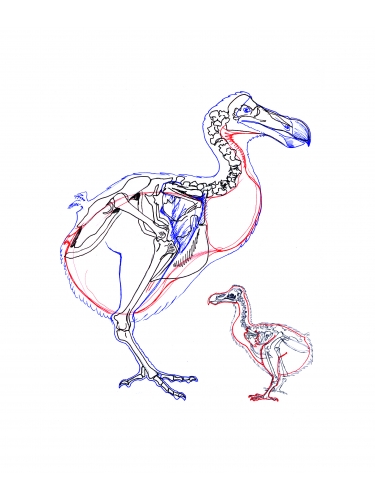 Working drawing from Dodo skeleton