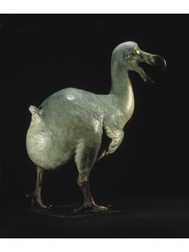 Dodo
