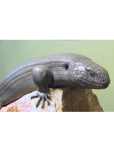 Skink in clay