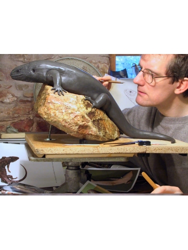 Skink in clay
