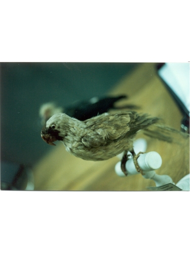 Mascarene Parrot specimen