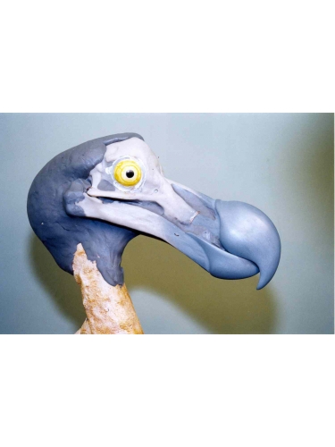 Dodo Head