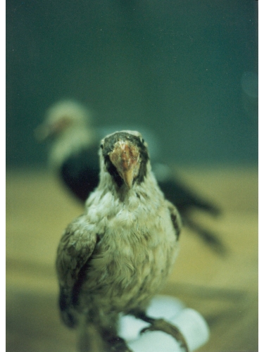 Mascarene Parrot specimen