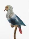 Mauritius Blue Pigeon