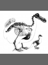 Dodo Lithograph by Research: Dodo