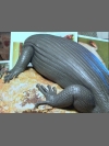 Skink in clay by Reconstruction: Mauritius Giant Skink