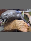 Skink in clay by Reconstruction: Mauritius Giant Skink