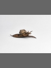 Carinate Tropid Snail by Nick Bibby