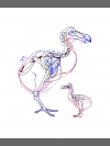 Working drawing from Dodo skeleton by Research: Dodo