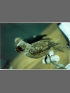 Mascarene Parrot specimen by Research: Mascarene Parrot
