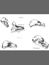 Fruit Bat Sketches 2 by Research: Lesser Mascarene Fruit Bat